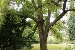 black.walnut.tree_